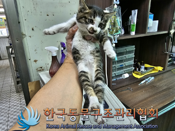 한국동물구조관리협회_411306202300327